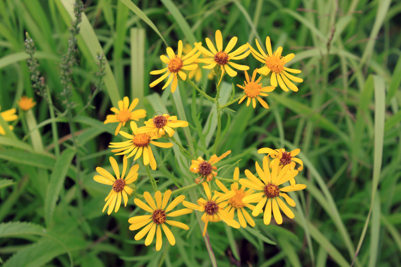 Image of Senecio erucifolius specimen.