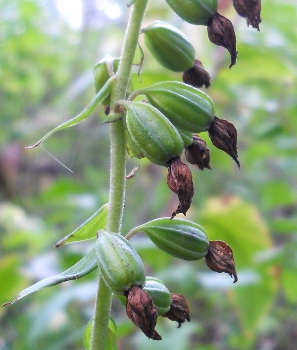 Image of Epipactis helleborine specimen.