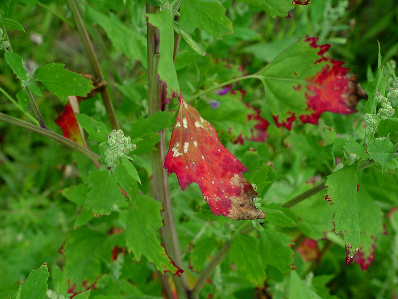 Изображение особи Chenopodium album.