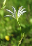 Stellaria palustris. Верхушка побега с цветком. Архангельская обл., Вельский р-н, окр. пос. Усть-Шоноша, берег р. Вель. 01.07.2011.