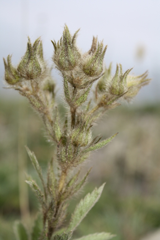 Image of Potentilla callieri specimen.