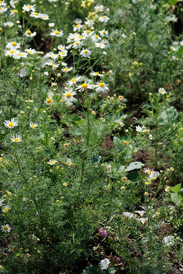 Изображение особи Tripleurospermum inodorum.