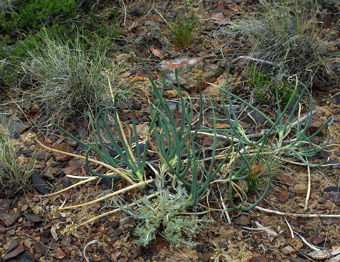 Изображение особи Allium galanthum.