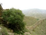 Acer turcomanicum. Дерево на склоне ущелья, высота ок. 1000 м н. у. м. Копетдаг, Чули. Май 2011 г.