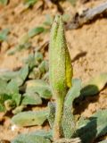 Oenothera drummondii