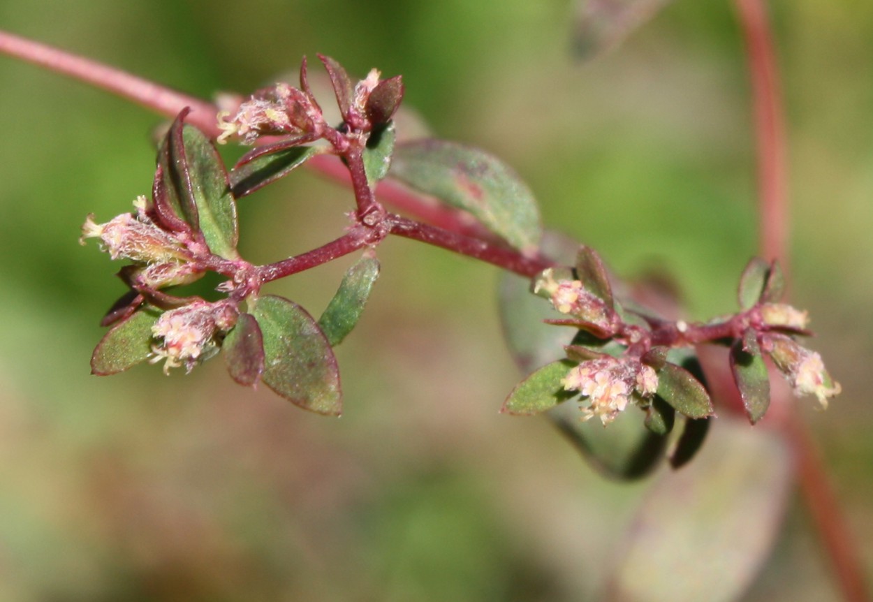 Image of Euphorbia lasiocarpa specimen.