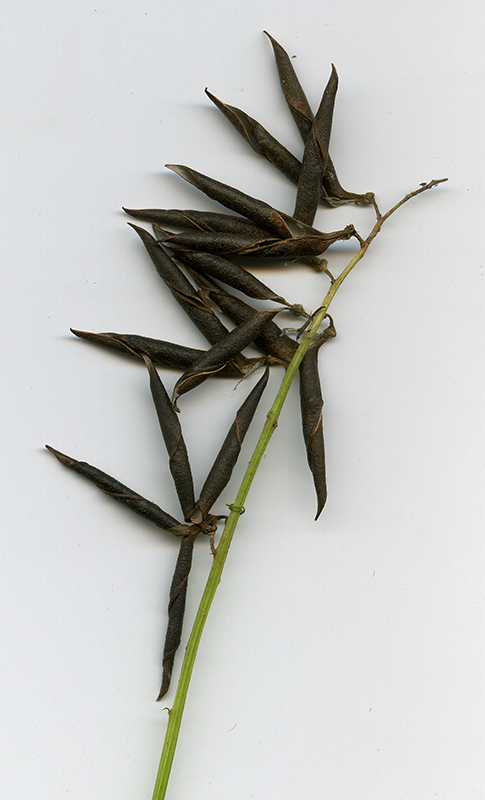 Image of Vicia sylvatica specimen.