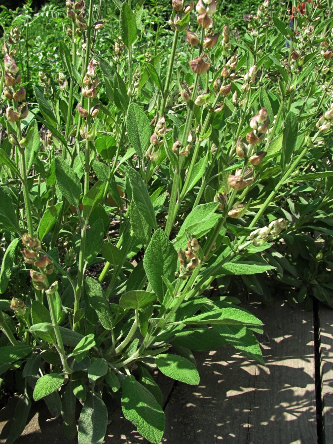 Image of Salvia officinalis specimen.