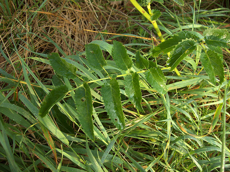 Image of Sanguisorba officinalis specimen.