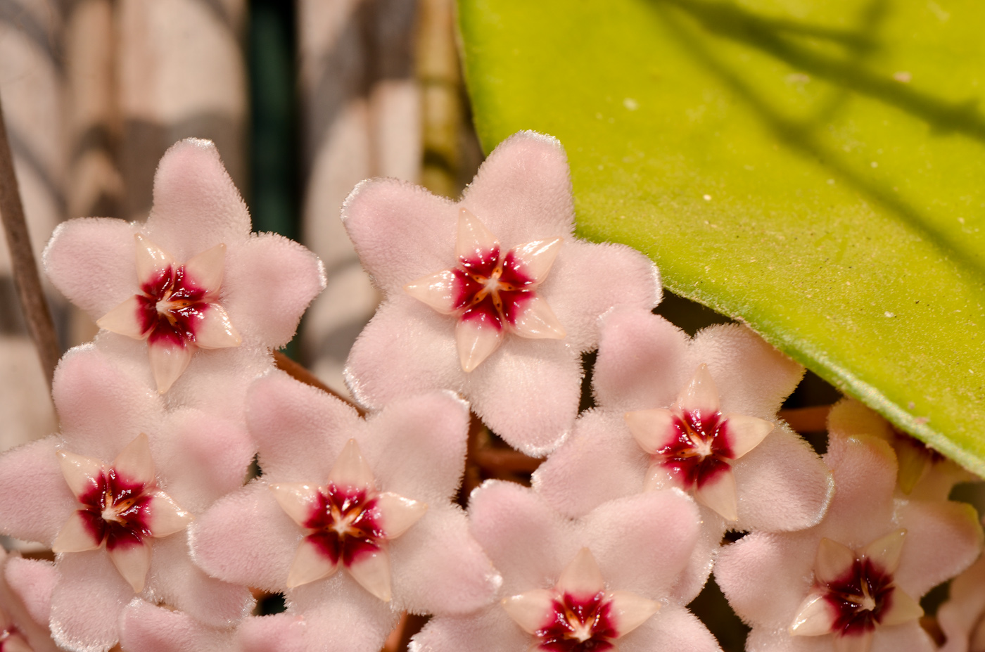 Image of Hoya carnosa specimen.