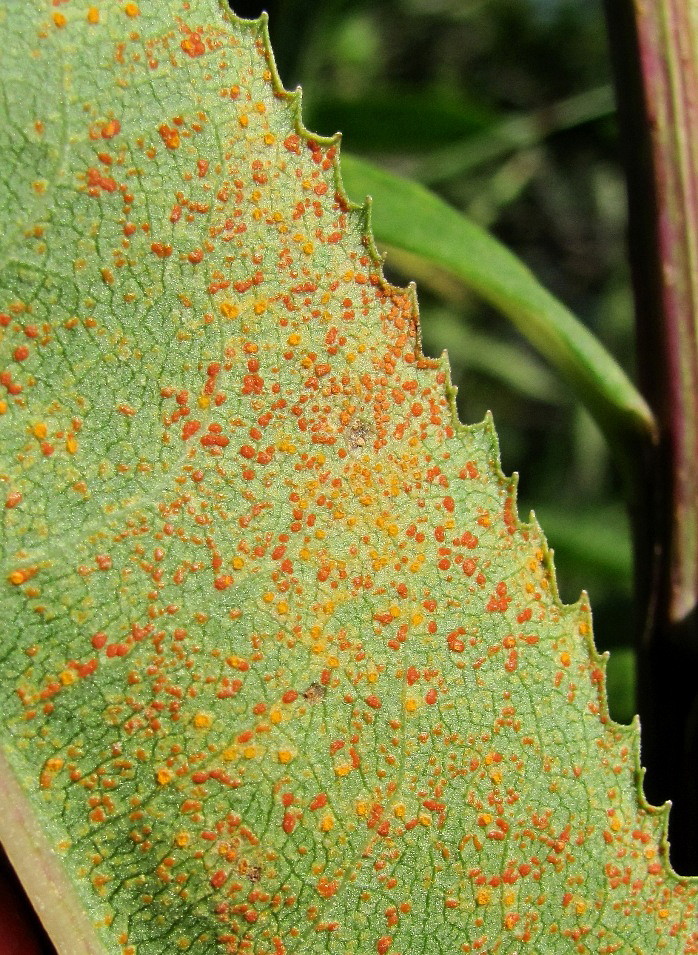 Image of Senecio sarracenicus specimen.