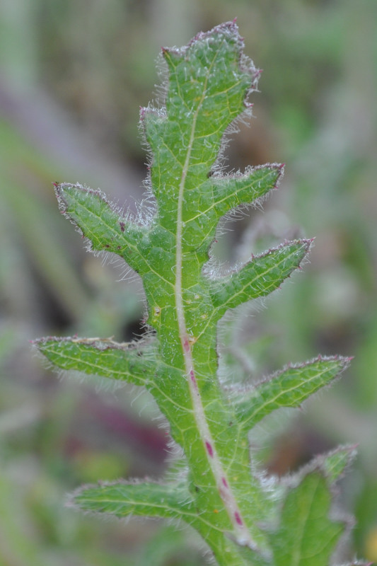 Изображение особи Centaurea benedicta.