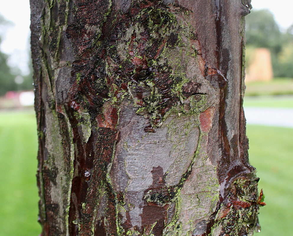 Изображение особи Thuja plicata.