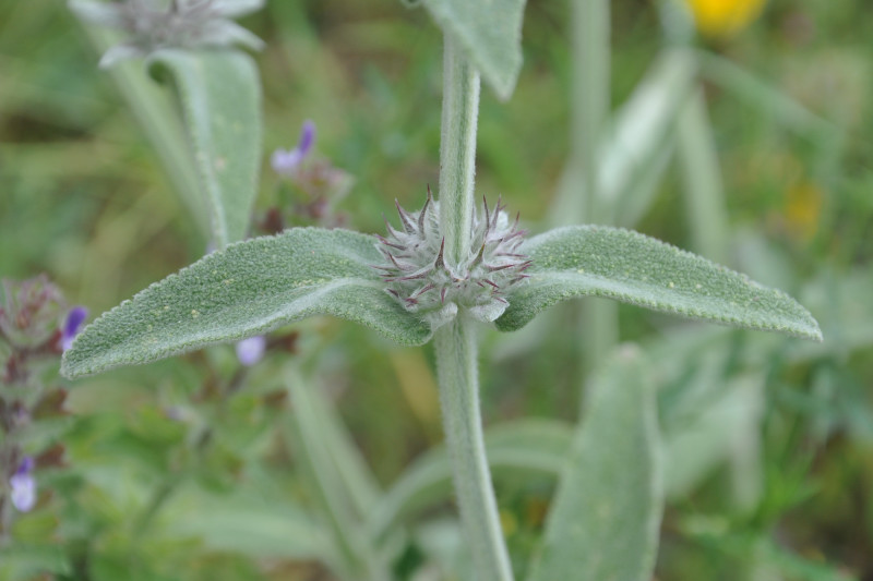 Изображение особи род Stachys.