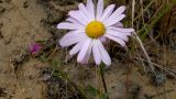 Chrysanthemum zawadskii. Соцветия. Республика Бурятия, Баргузинский р-н, окр. мыса Тонкий, берег бухты Безымянная. 28.07.2012.