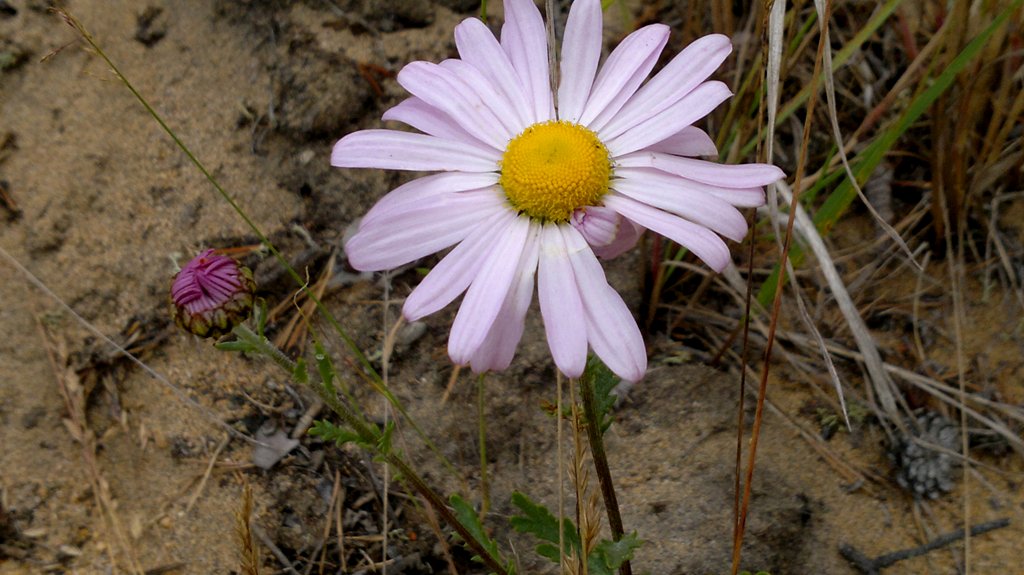 Изображение особи Chrysanthemum zawadskii.