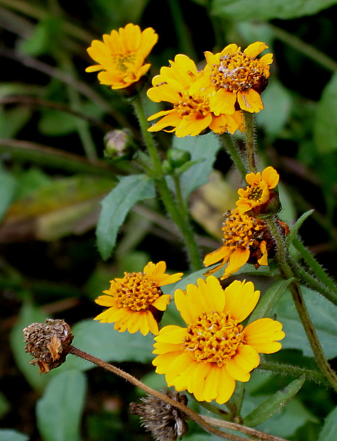 Image of Tridax trilobata specimen.