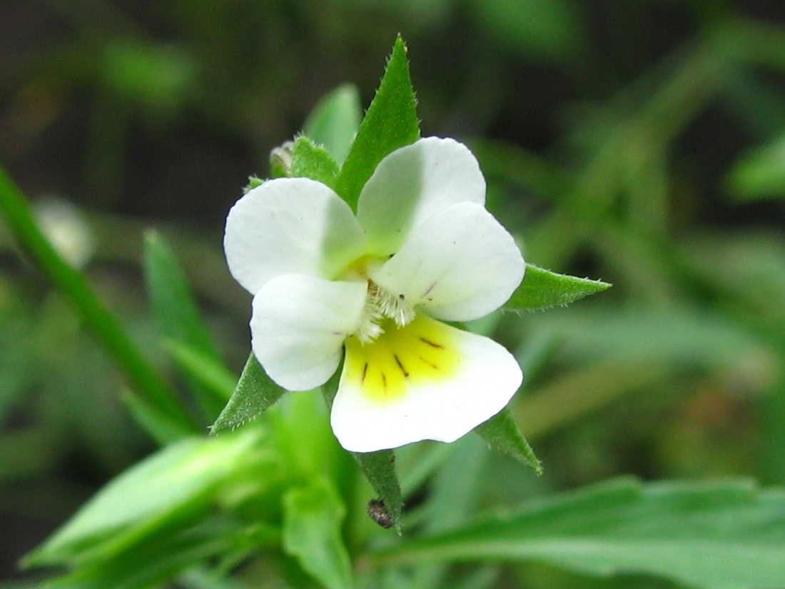 Image of Viola arvensis specimen.