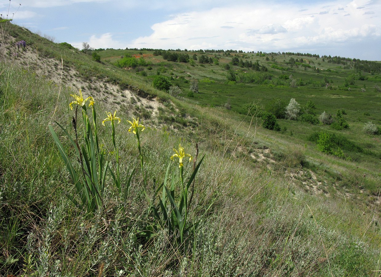 Image of Iris halophila specimen.