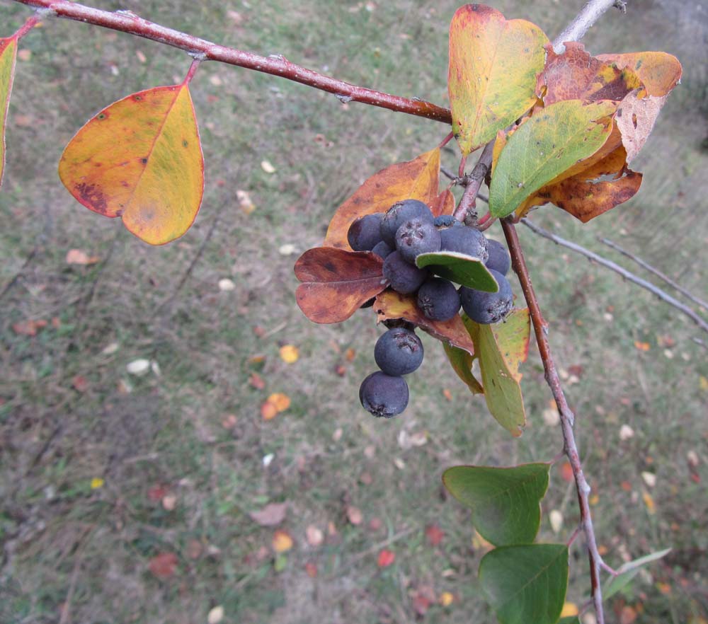 Image of Cotoneaster melanocarpus specimen.