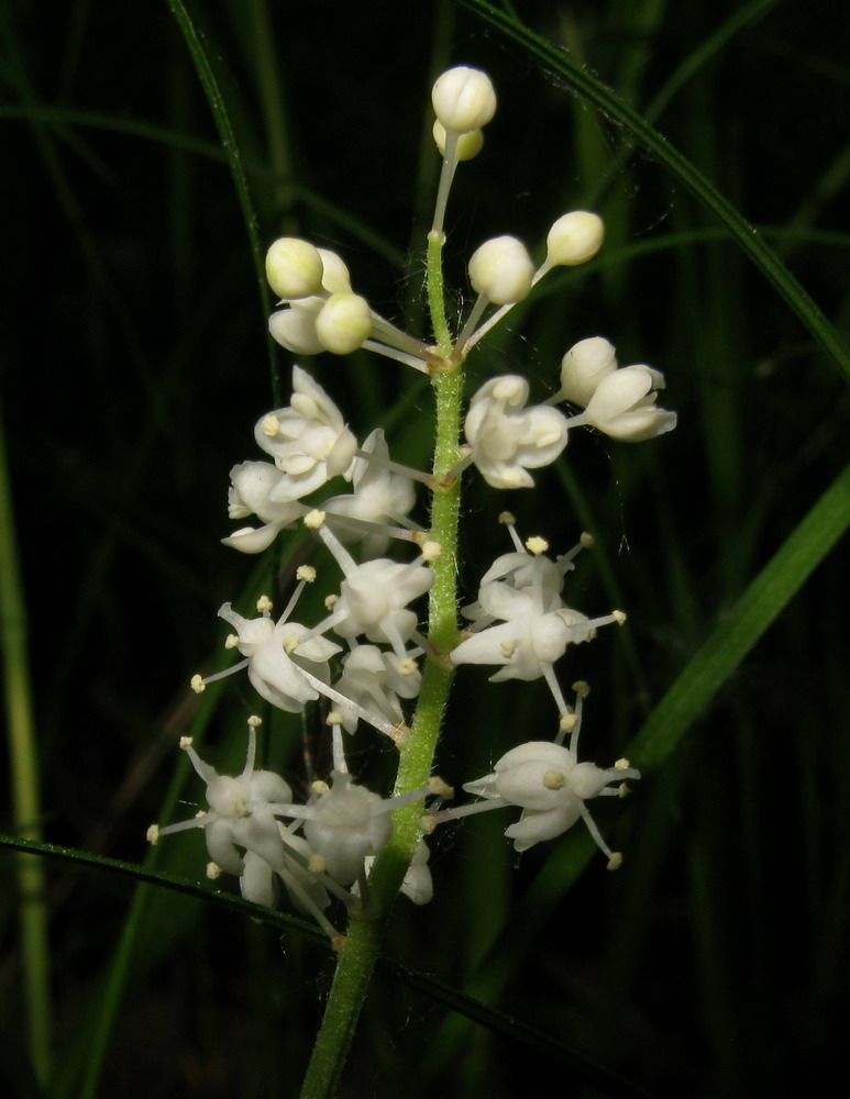 Изображение особи Maianthemum bifolium.