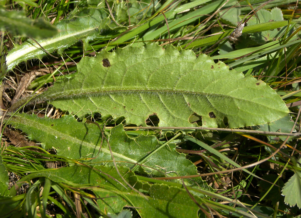 Image of Cirsium rhizocephalum specimen.