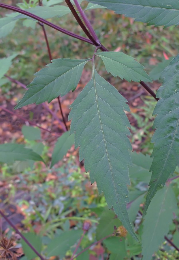 Image of Bidens frondosa specimen.