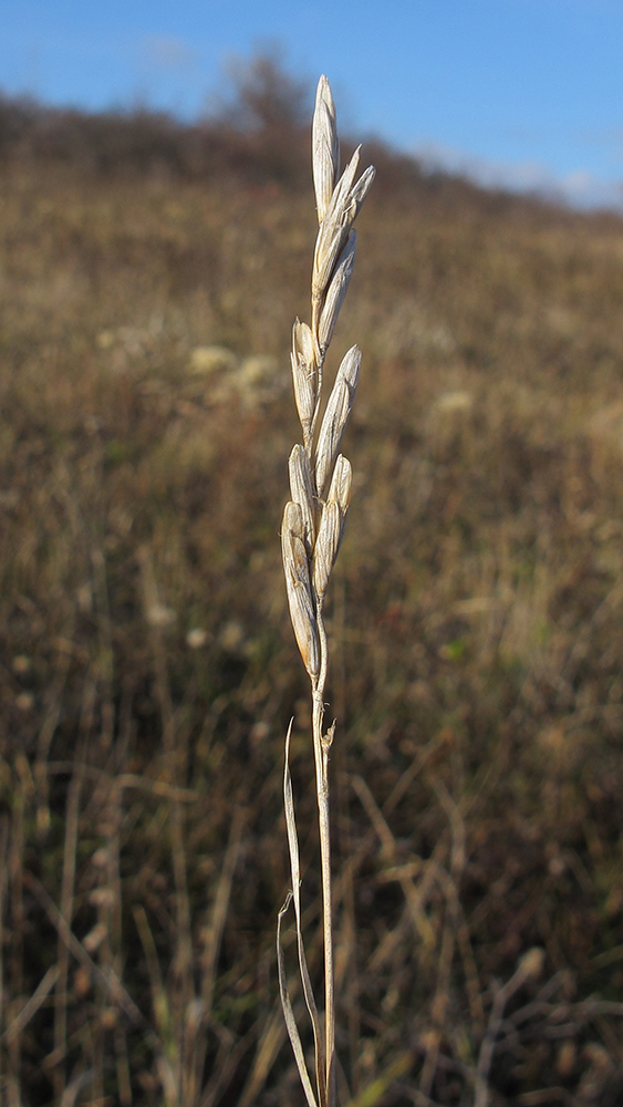 Image of Elytrigia intermedia specimen.