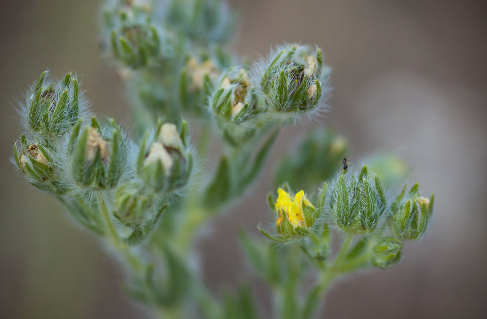 Image of genus Potentilla specimen.