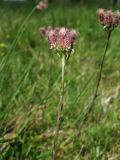 Antennaria dioica. Верхняя часть цветущего женского растения. Нидерланды, провинция Drenthe, окр. деревни Havelte, вересковая пустошь. 24 мая 2009 г.