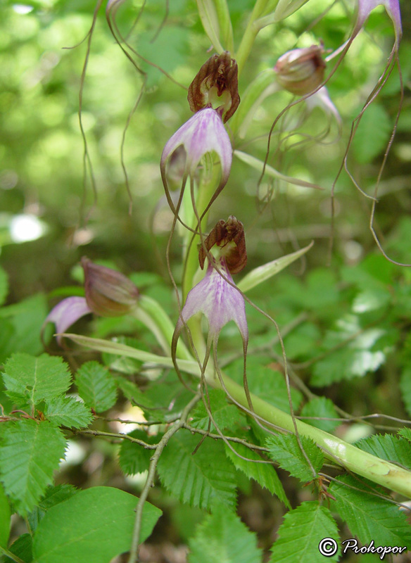 Image of Himantoglossum comperianum specimen.