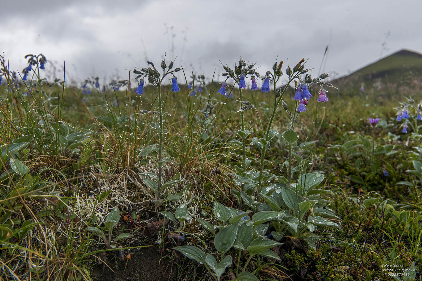 Image of Mertensia pubescens specimen.