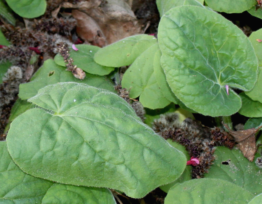 Image of Doronicum plantagineum specimen.