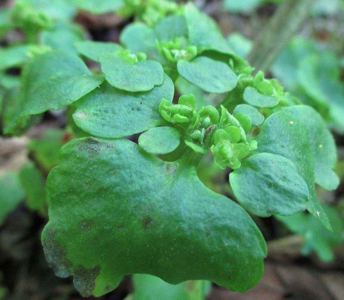 Изображение особи Chrysosplenium alternifolium.