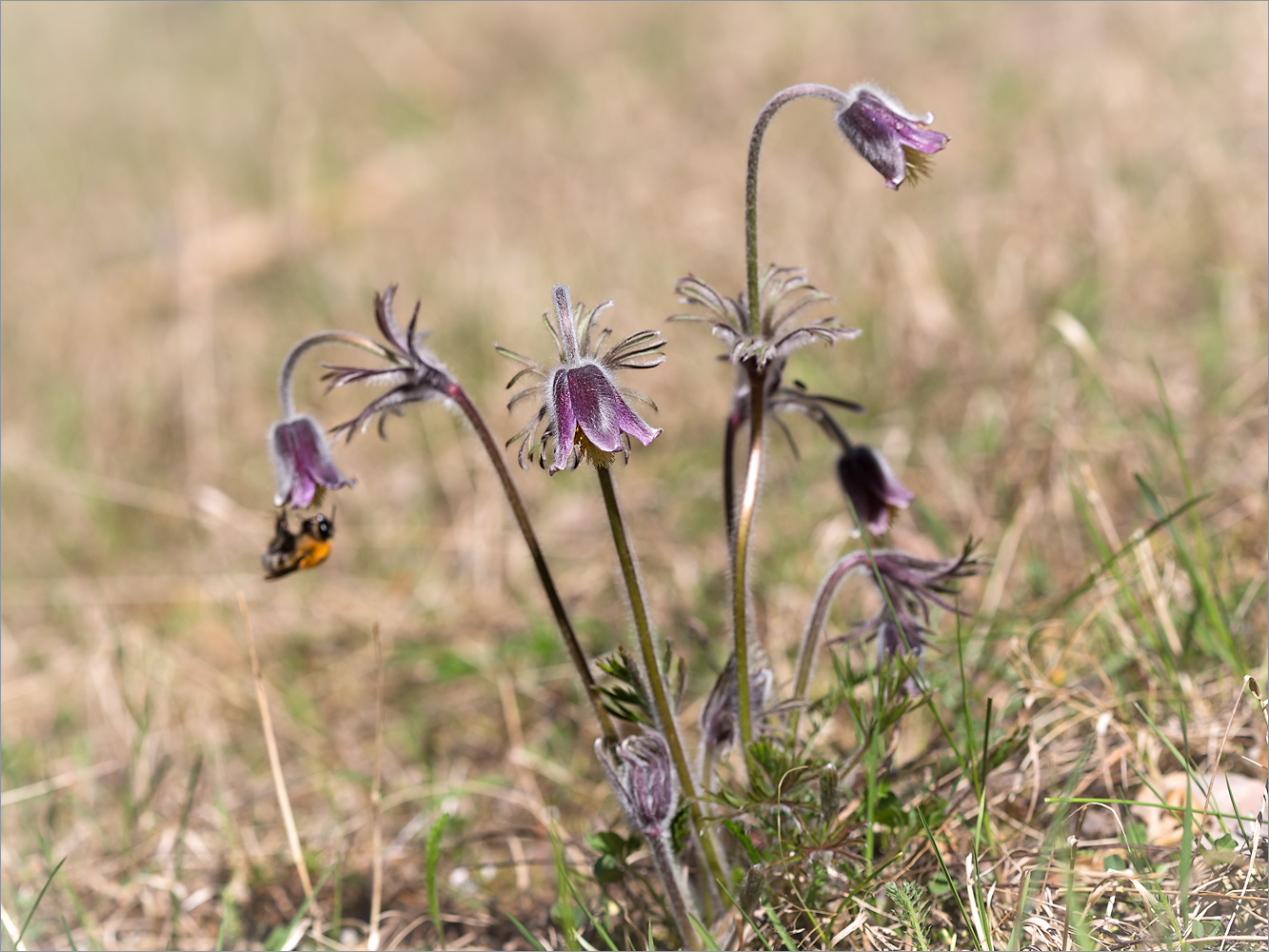 Изображение особи Pulsatilla pratensis.