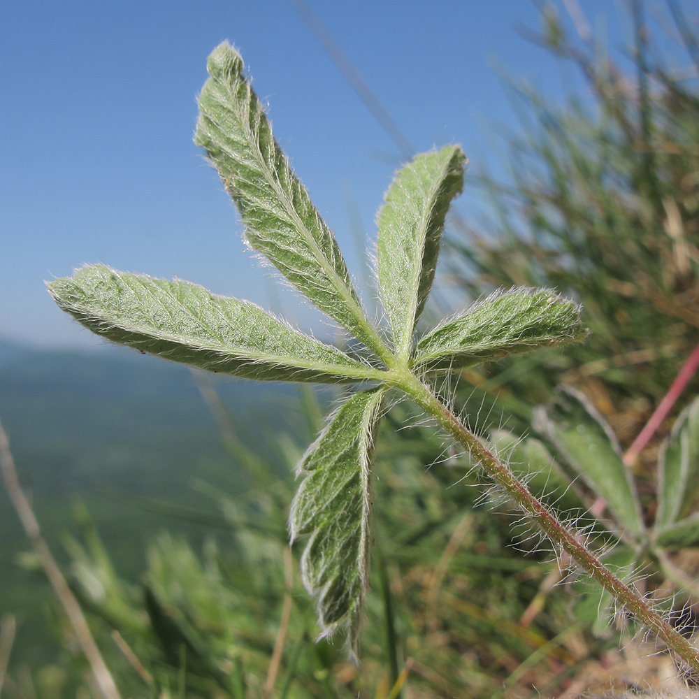 Изображение особи Potentilla callieri.