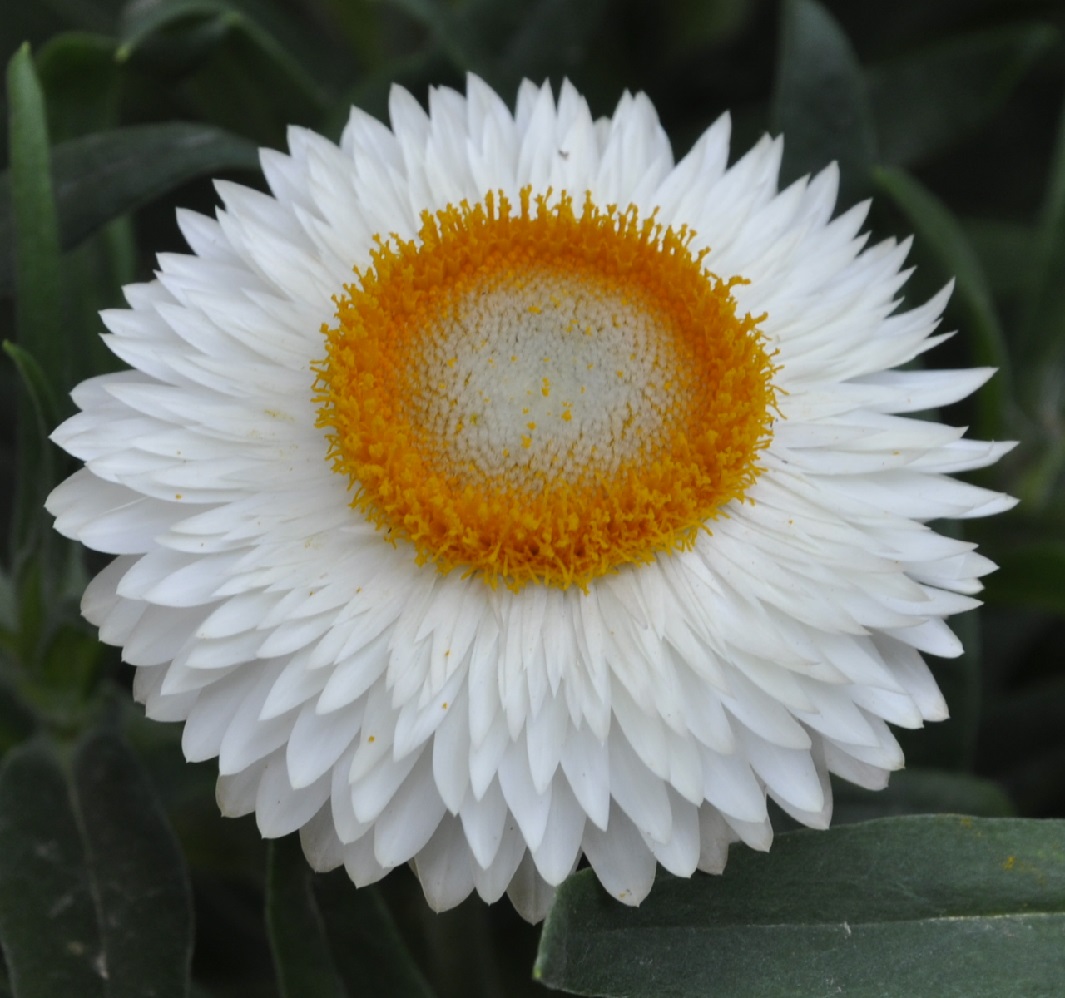 Image of Xerochrysum bracteatum specimen.