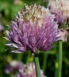 Allium schoenoprasum. Соцветие. Германия, г. Дюссельдорф, Ботанический сад университета. 02.06.2014.