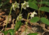 Chimaphila japonica