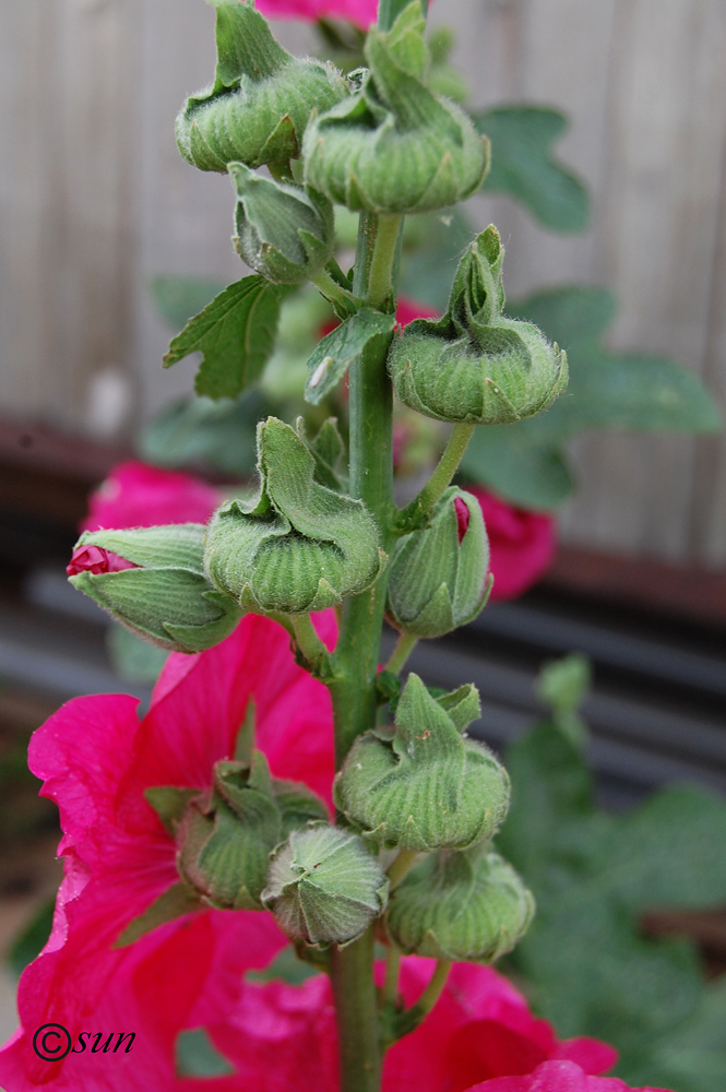 Image of Alcea rosea specimen.