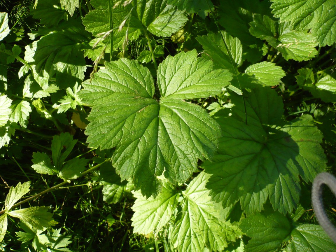 Image of Geum rivale specimen.