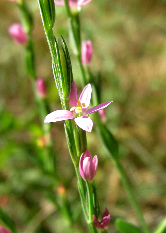 Image of Centaurium spicatum specimen.