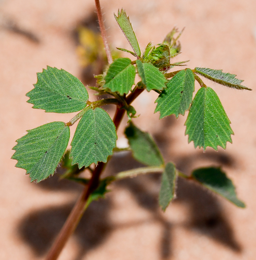 Изображение особи Medicago littoralis.