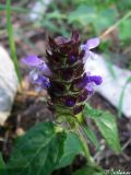 Prunella vulgaris