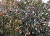 Sorbus × thuringiaca