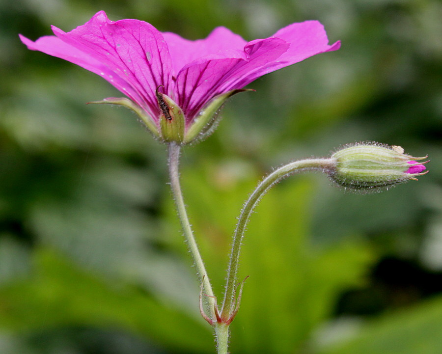 Image of Geranium psilostemon specimen.