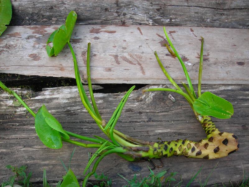 Image of Nuphar lutea specimen.