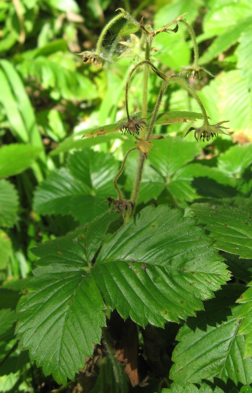 Image of Fragaria moschata specimen.