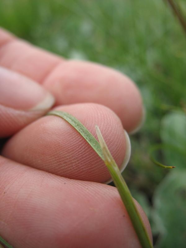 Image of Stipa pontica specimen.