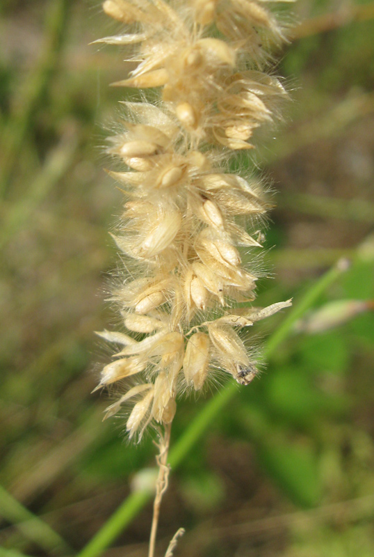 Image of Melica taurica specimen.